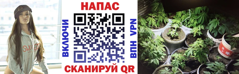 наркотики  площадка формула  Канабис семена  Теберда 